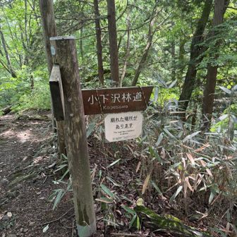 ここからも未踏
小下沢林道を繋げます