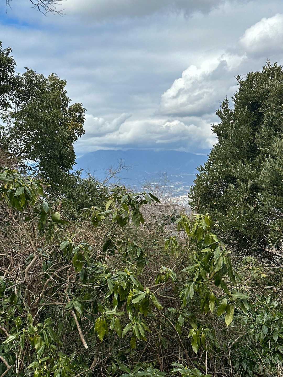 香貫山-八重坂峠-横山-徳倉山-志下坂峠 縦走コースの写真