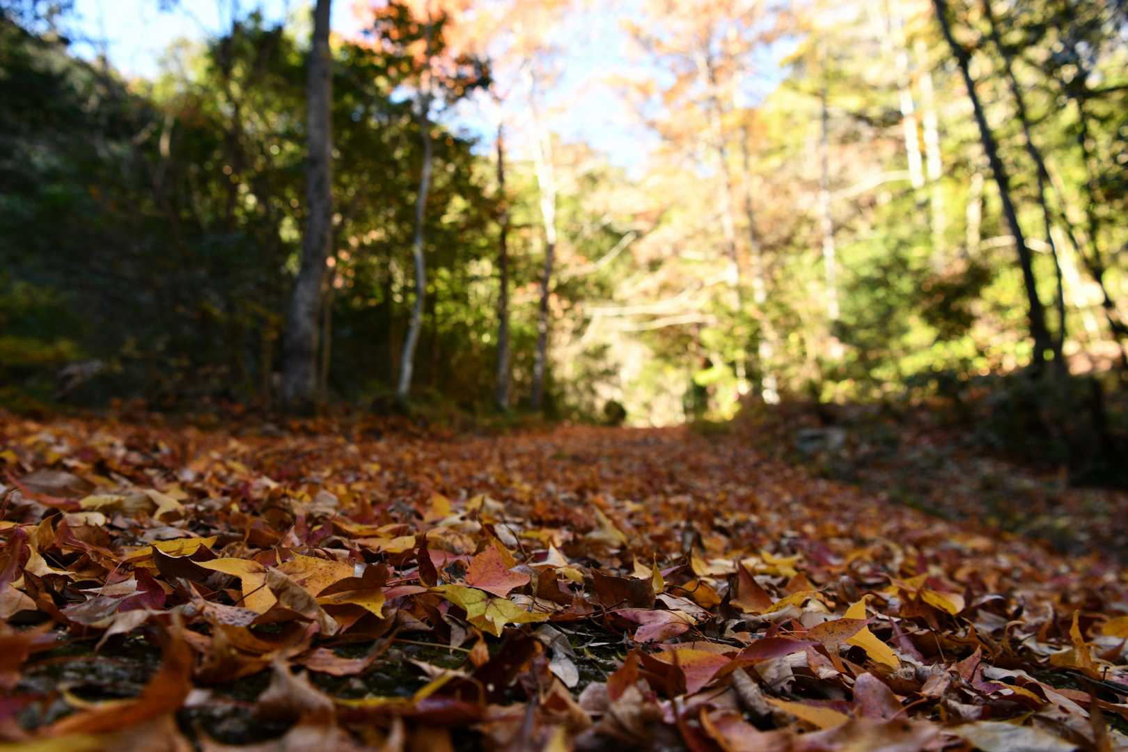 標高が低いところはまだ紅葉が残っていましたが、この辺りは殆ど落葉。