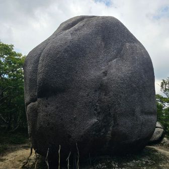 桃石だって。予想より大きかった