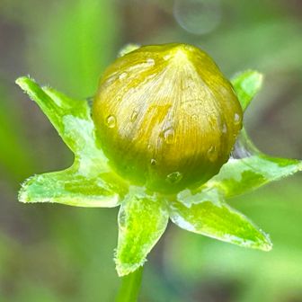 ツチグリ風のつぼみ((´∀｀*))
おそらく
中の花は黄色やな(｡≖‿≖ฺ) ｽｹﾙﾄﾝ