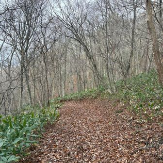 北斜面は南と違って樹林帯の中を通ります
なので落ち葉のフカフカ極上トレイル🍂
気持ち良く下ります🏃

