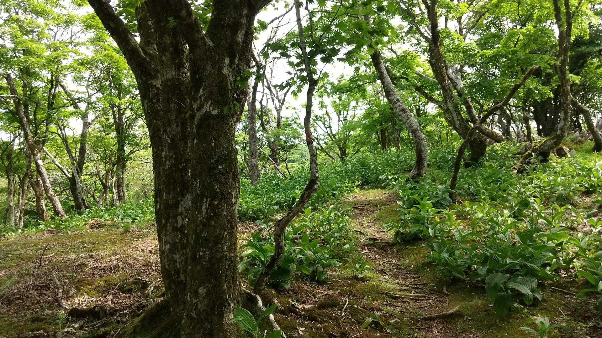 藤原岳登山口-藤原岳-天狗岩-頭陀ヶ平 往復コースの写真