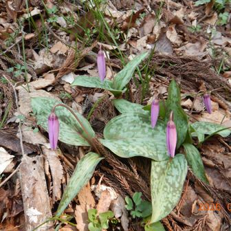 カタクリは開花準備中