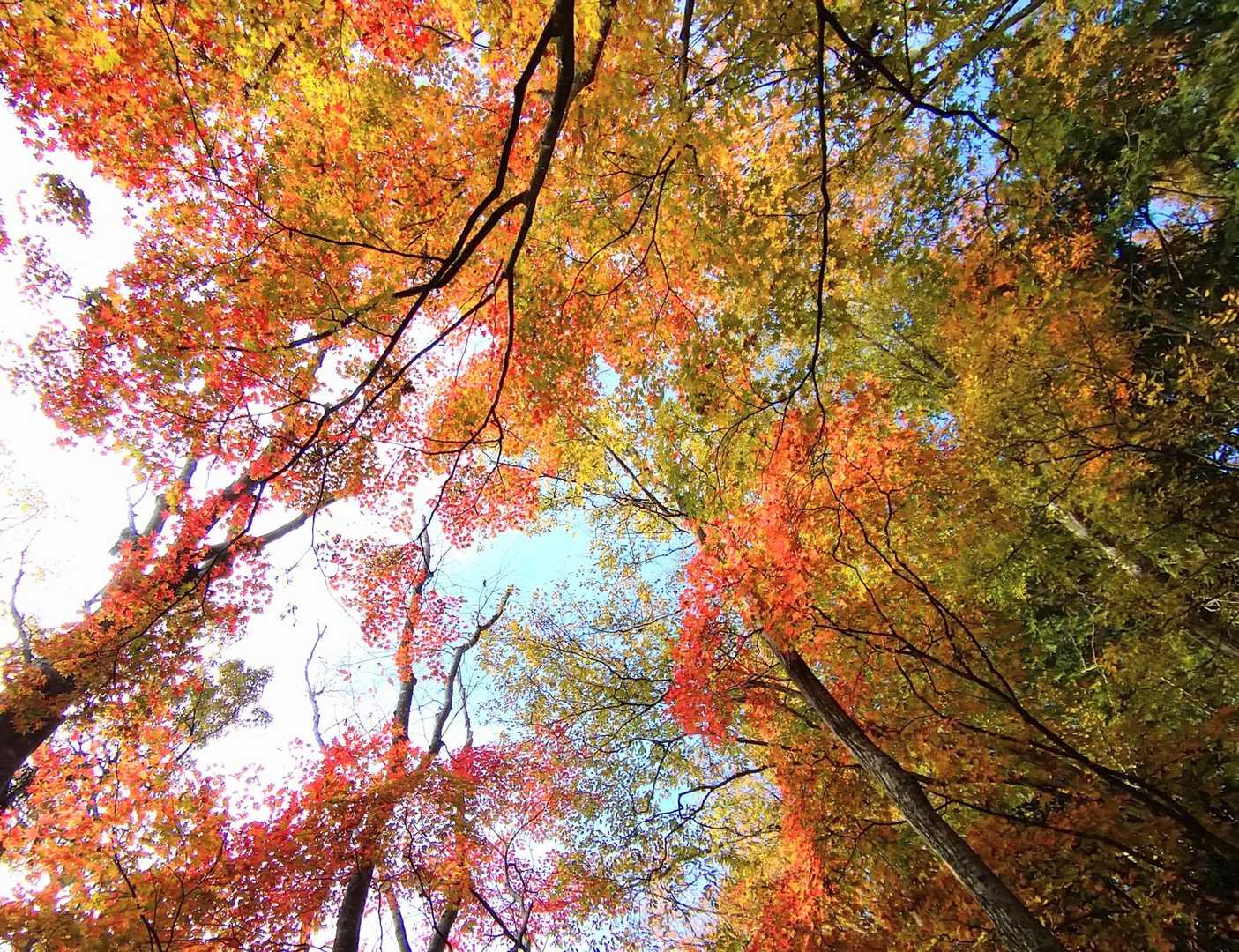 下山も見上げれば紅葉🍁