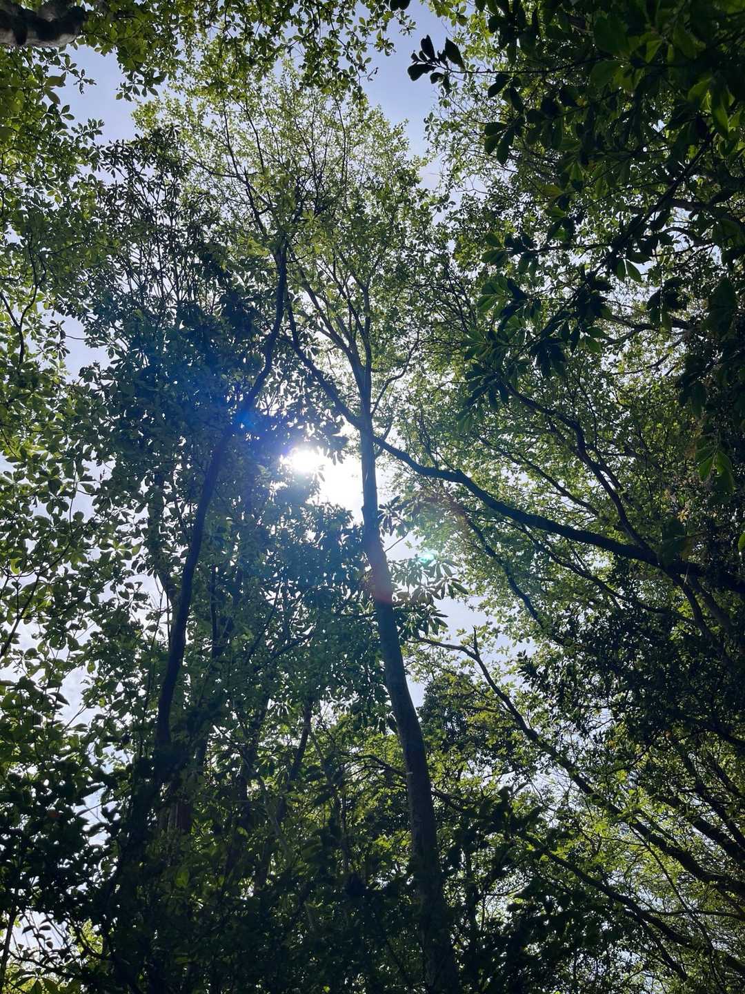 新緑🍃