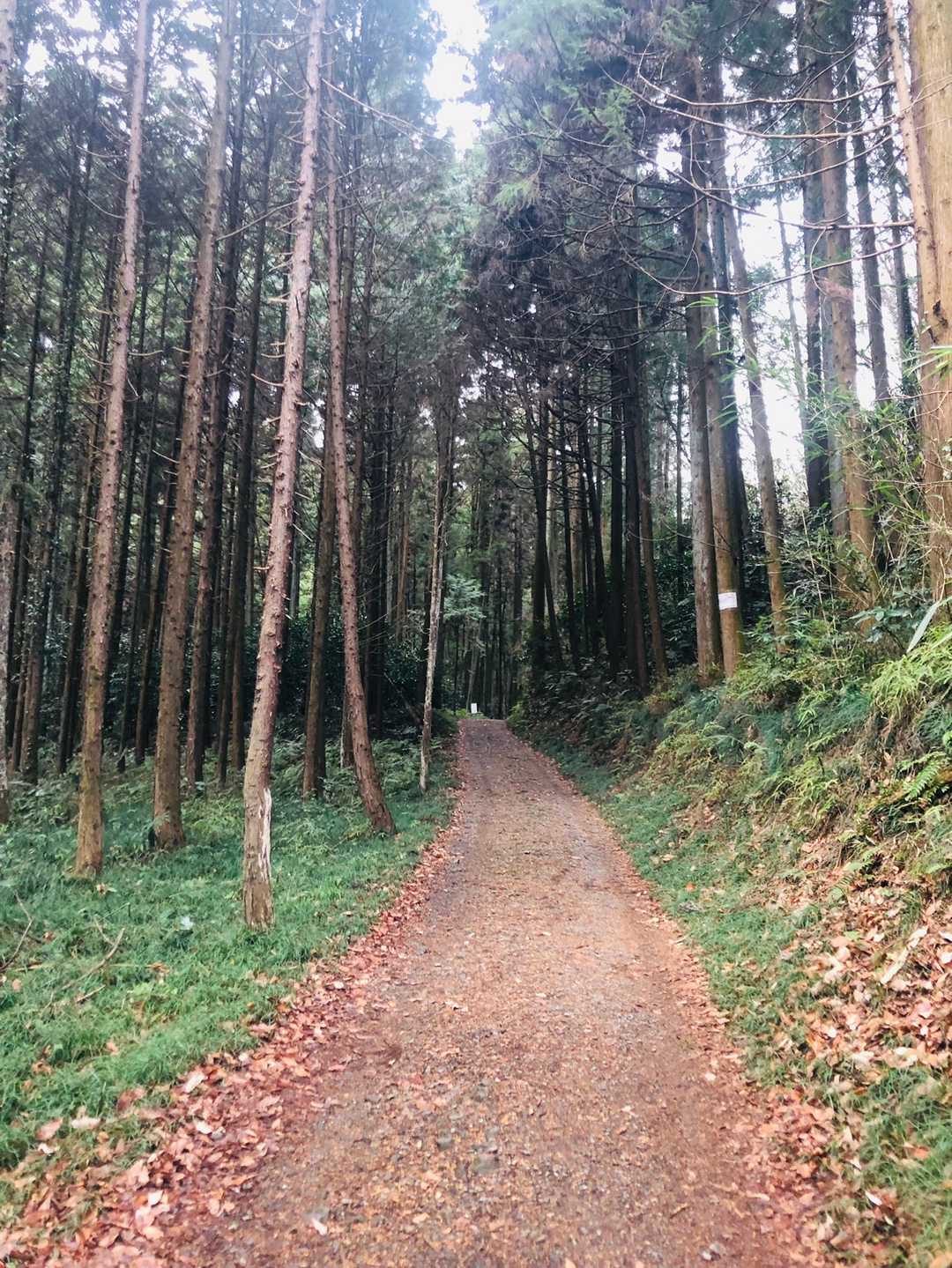 緑いっぱいの登山道。
シダの葉が沢山生えてました。