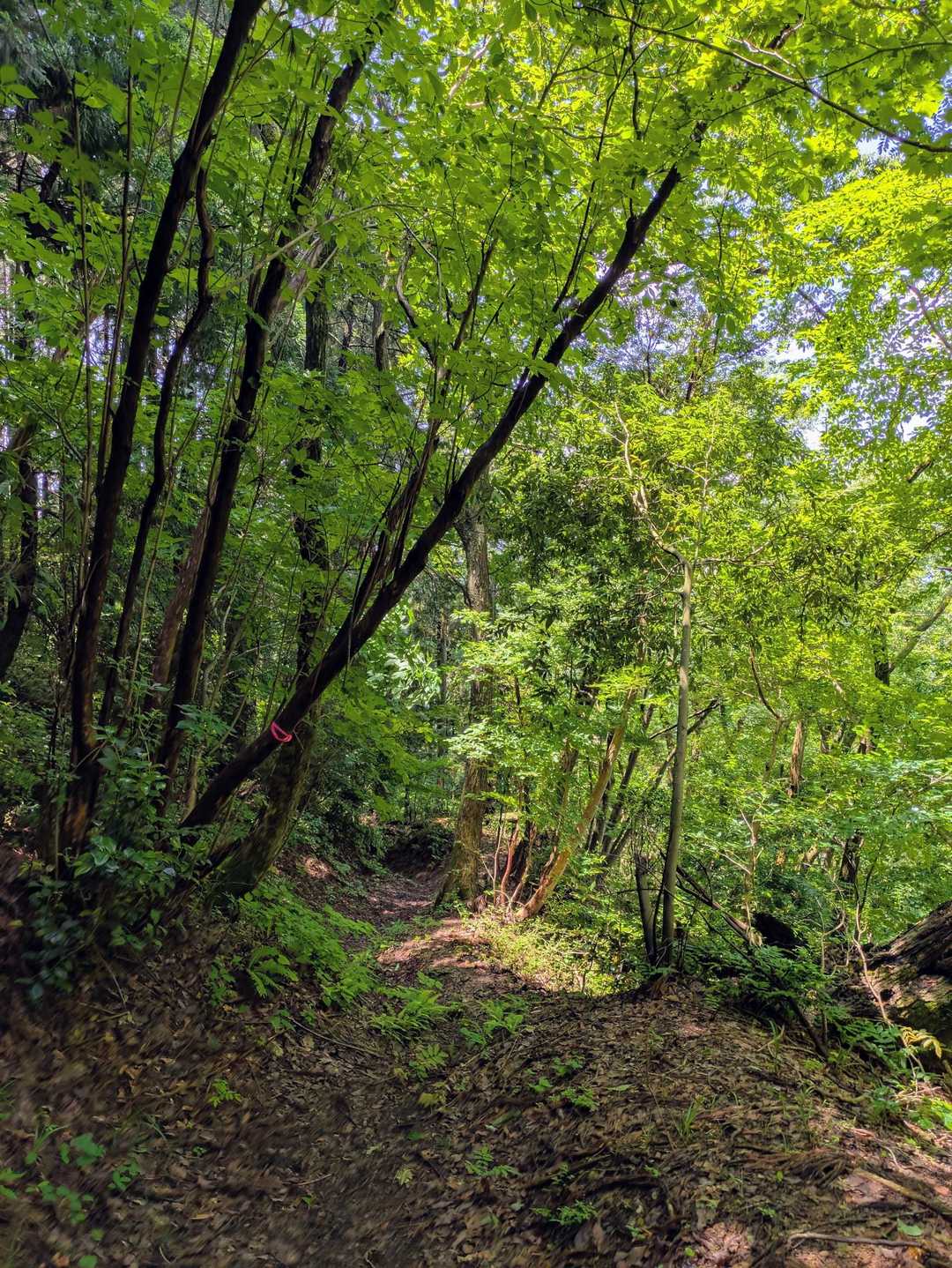 下山は馬出しルートで…　かつての大手道だったらしく、往路の英林塚ルートより歩きやすい…👍