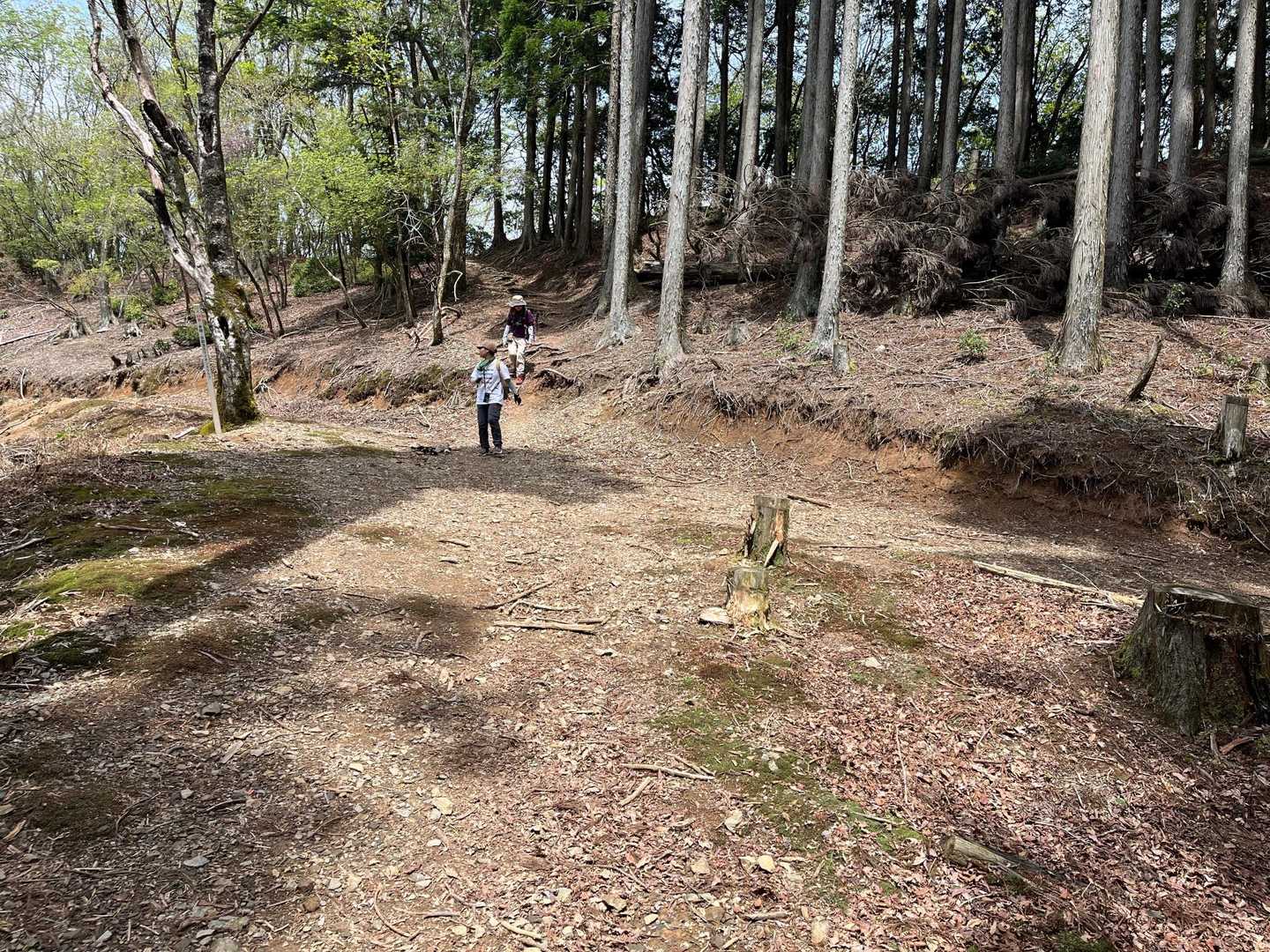 山頂直前は林道？思ってたのと違う景色？