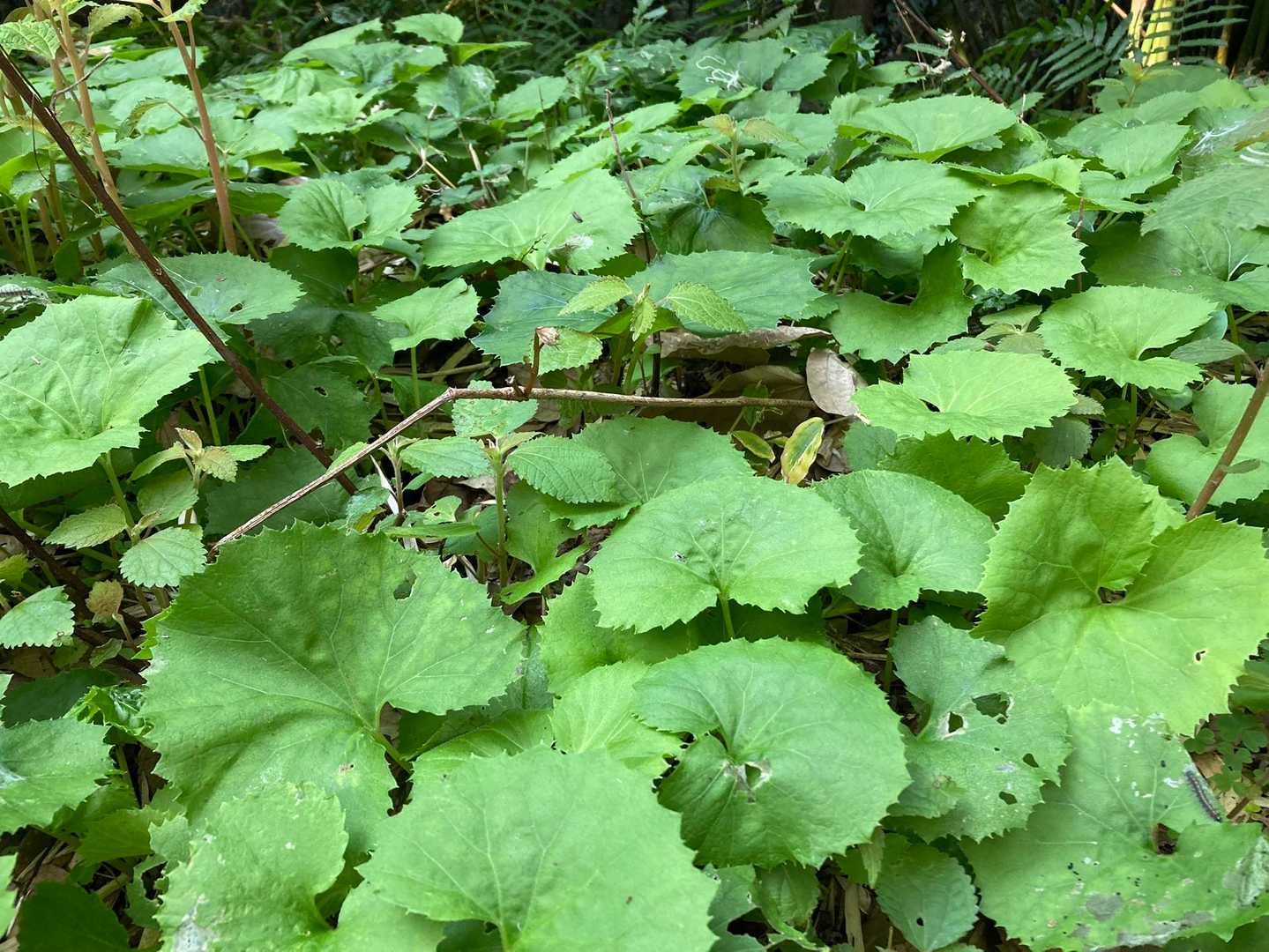フキの葉🌱
ふきのとうはこれから…楽しみ😊