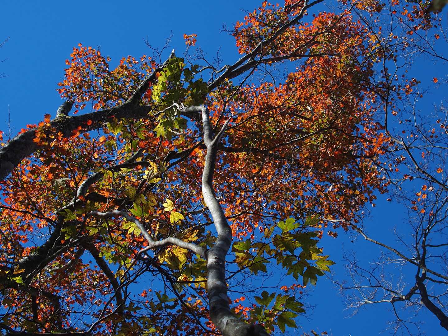 赤茶色ぽい紅葉🍁
脊梁ブルー✨がよかろう？