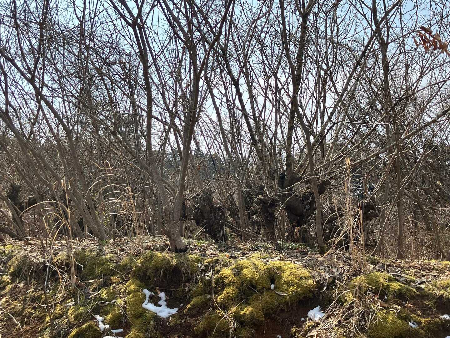 桑畑、荒れてます。