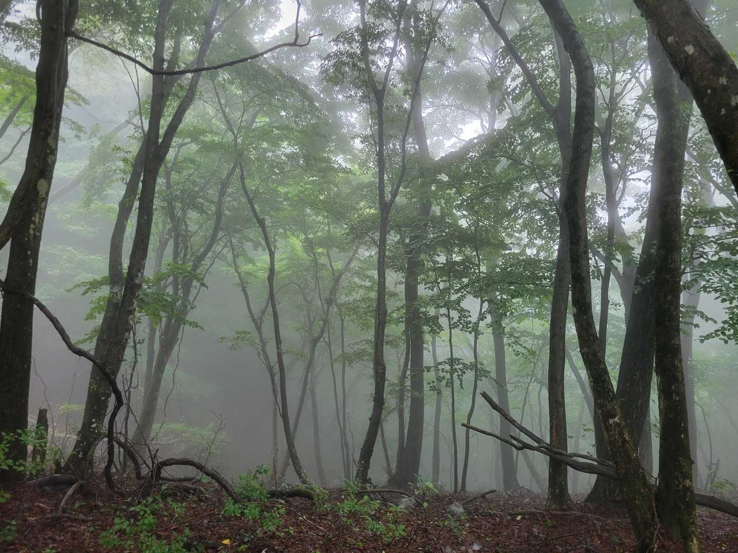石楯尾神社前バス停-佐野川峠-生藤山-栗坂峠-浅間峠-上川 縦走コースの写真