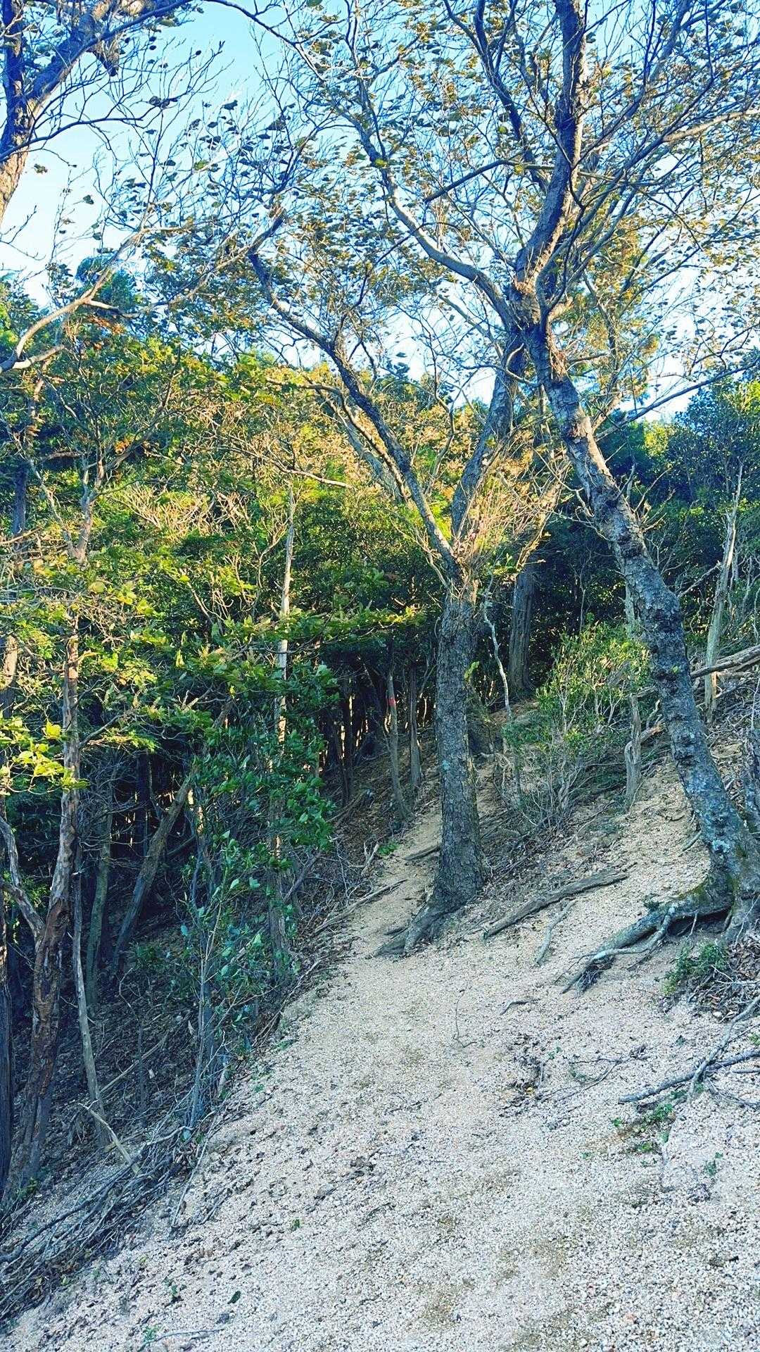 菰野富士登山口-ネコ最高点-ネコ-笠岳-菰野富士 周回コースの写真