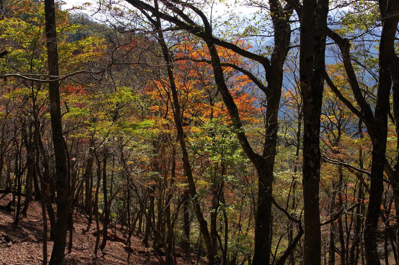このルートはパステル調の紅葉が多い