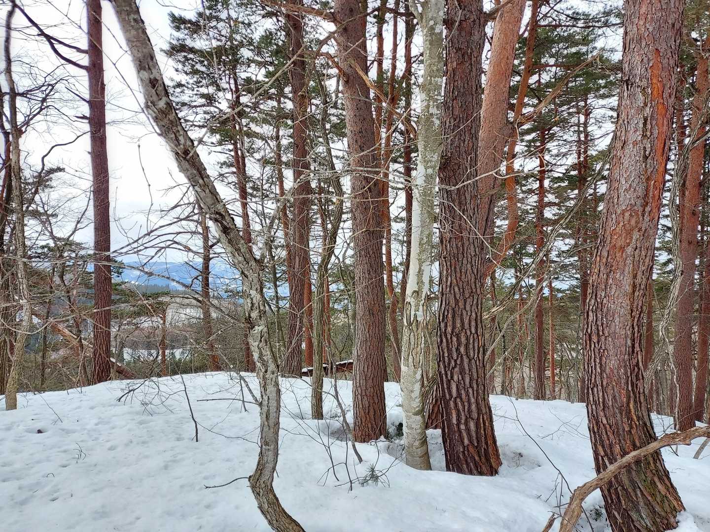 檜木沢山🙌山頂