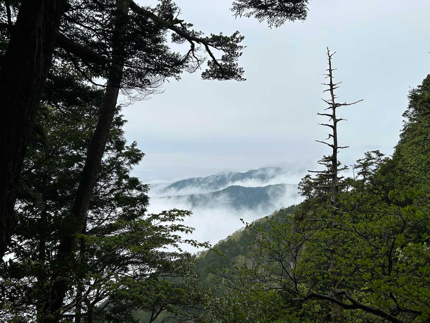 時折雲が切れて雲海☁️