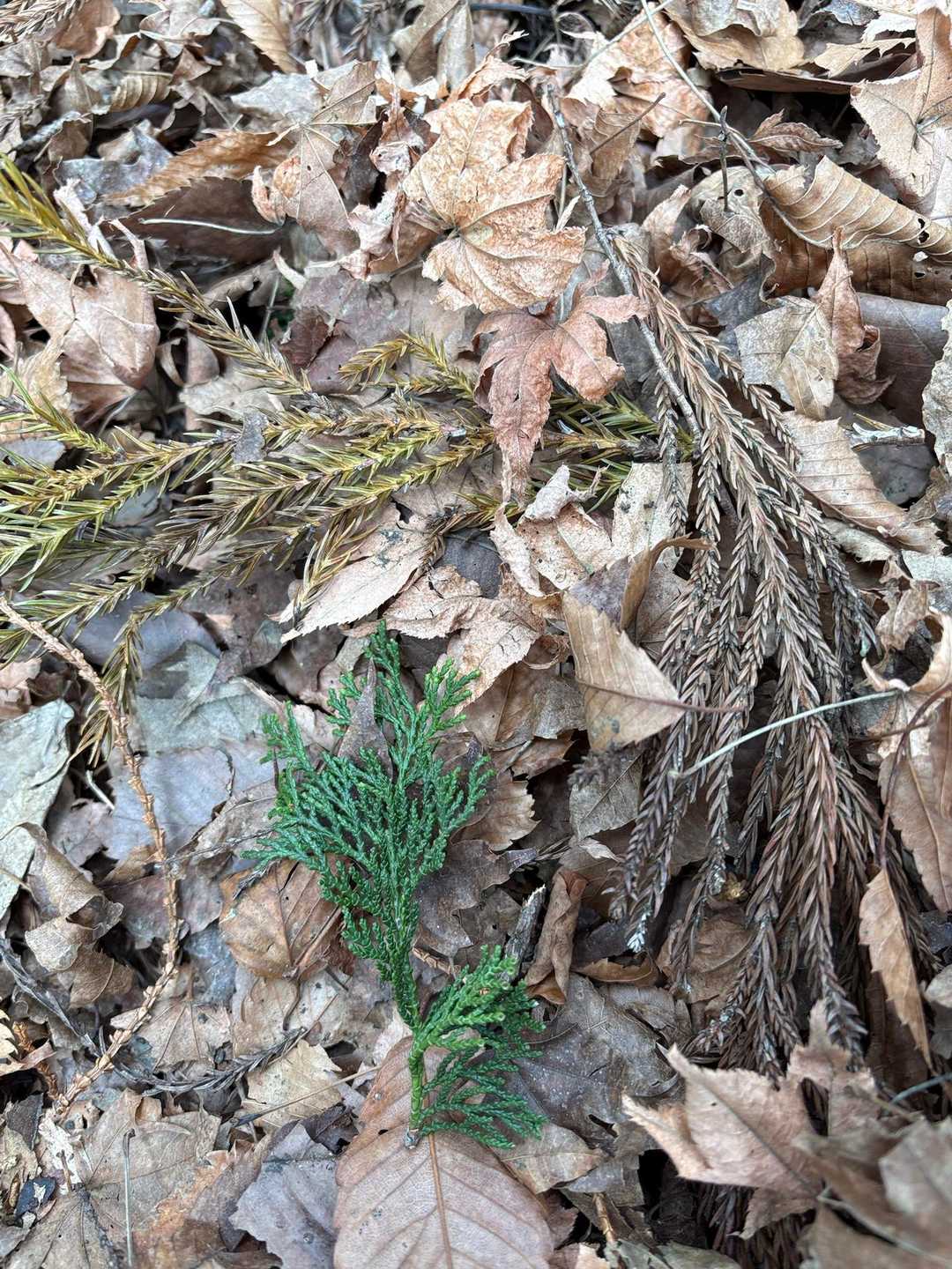 きれいな緑の檜の葉、その隣の杉の茎がズボンの中まで入って来ます！ビックリするし、帰ってからもチクチクしてます。ゲーターつければよかった…