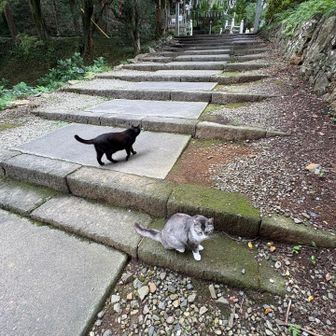ネコ1  ネコ2
