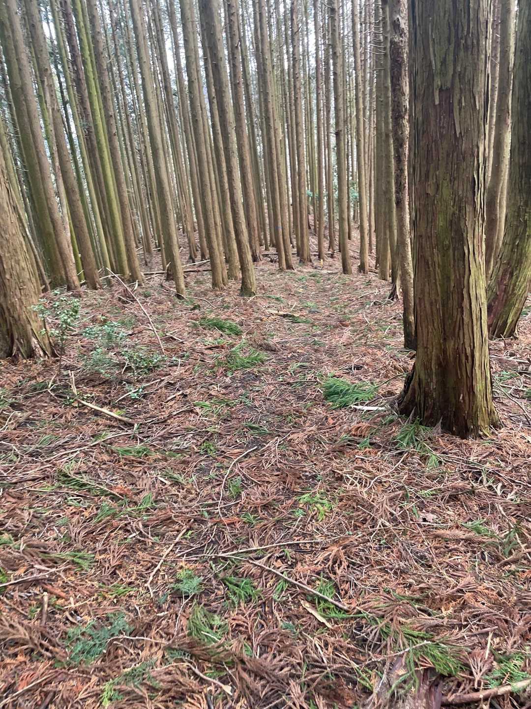 ずっと明るい🔆登山道