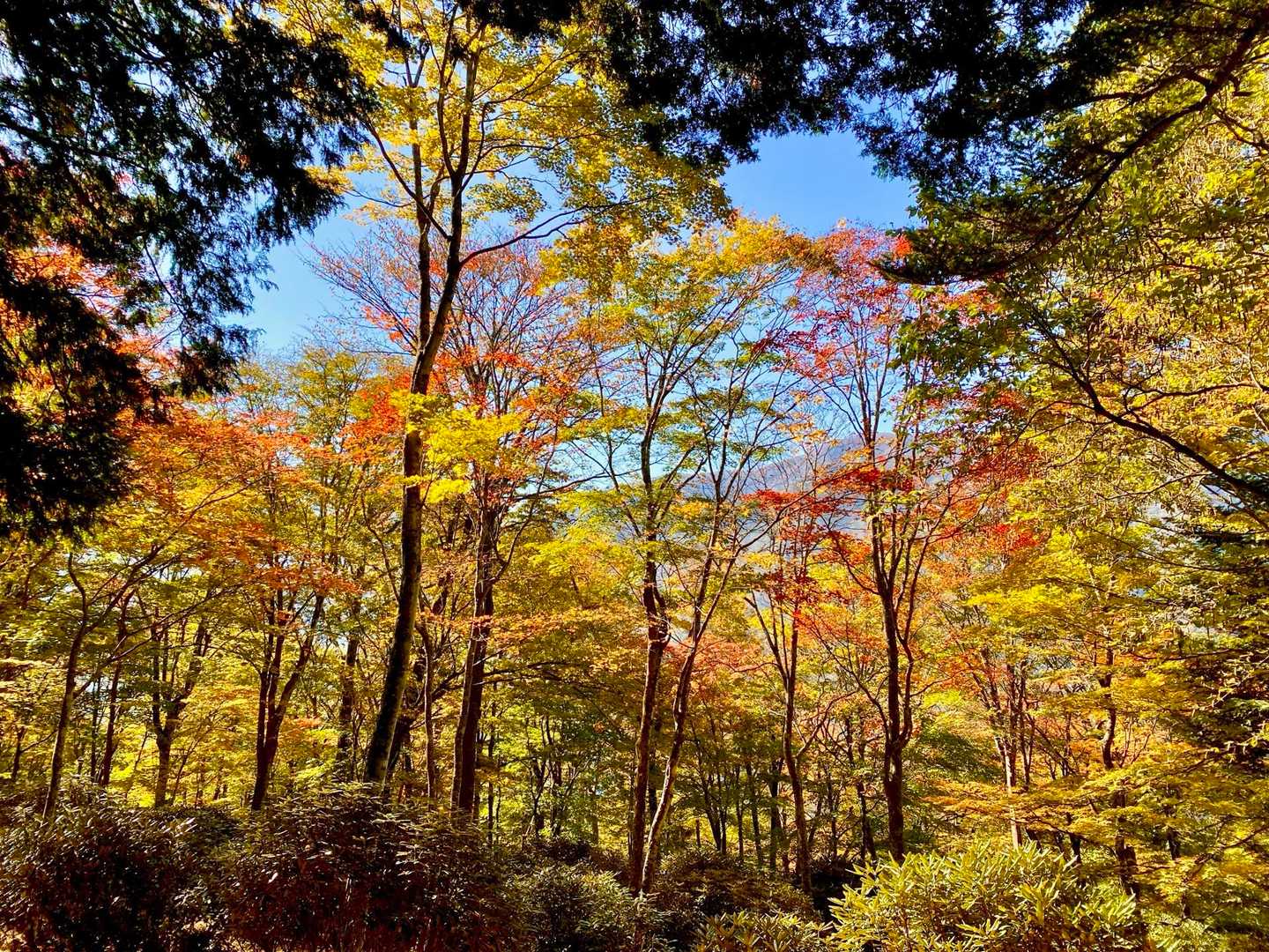 琴線に触れる山粧う錦秋秩父