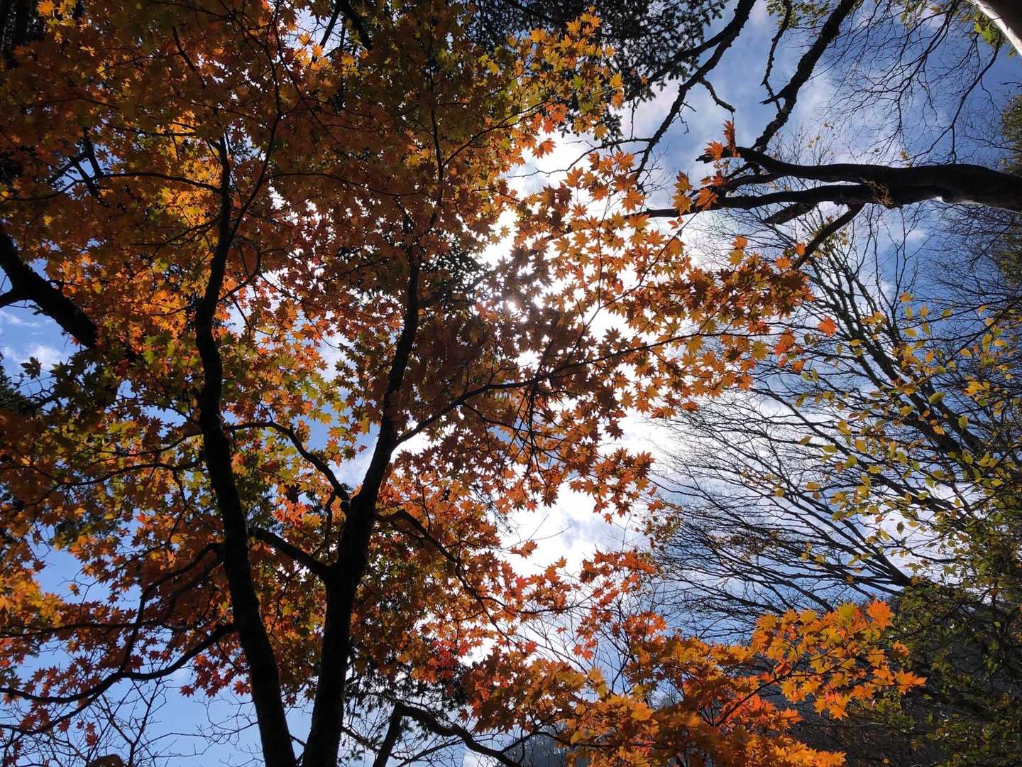 紅葉🍁