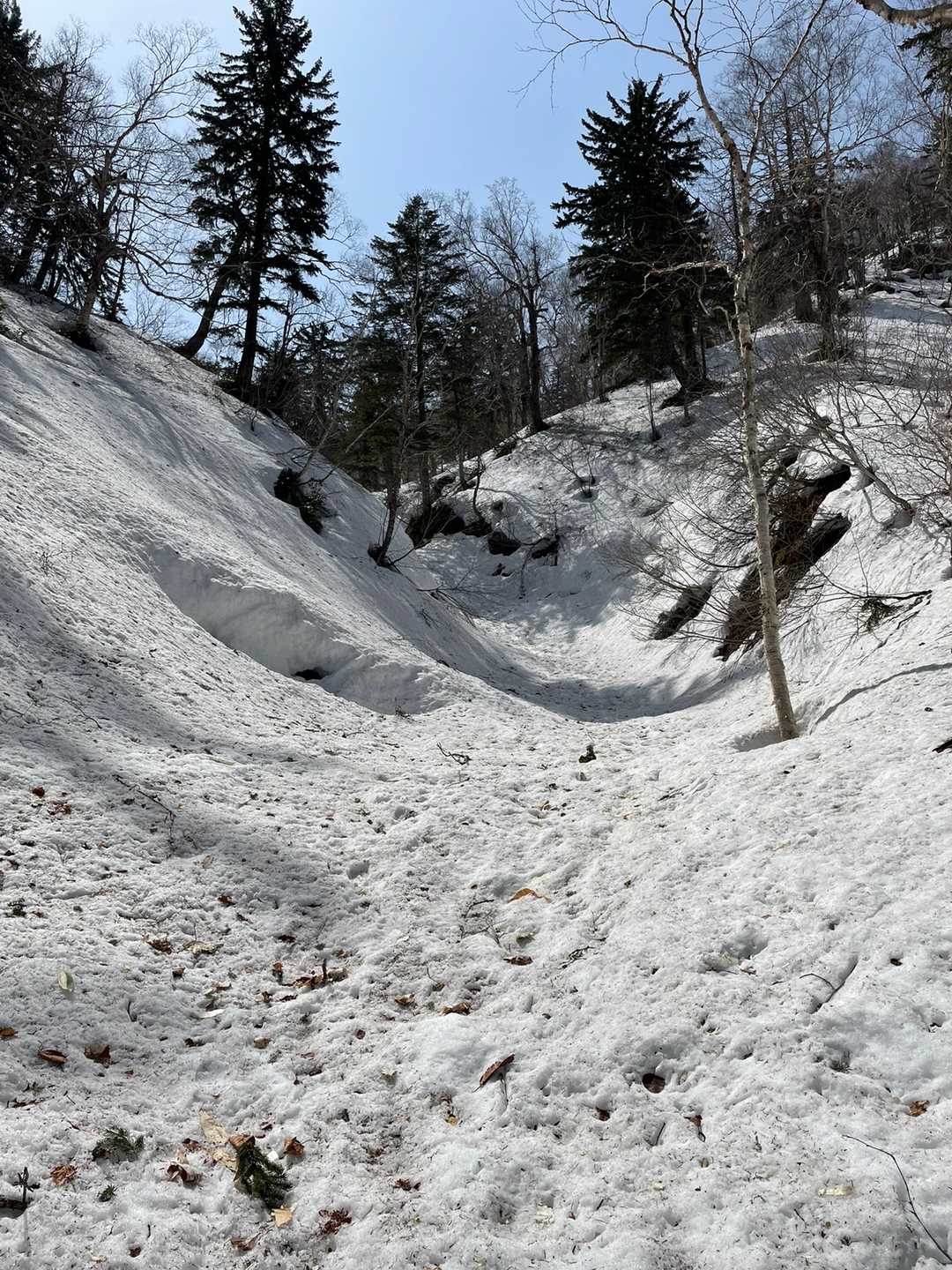 冷水登山口-札幌岳 往復コースの写真