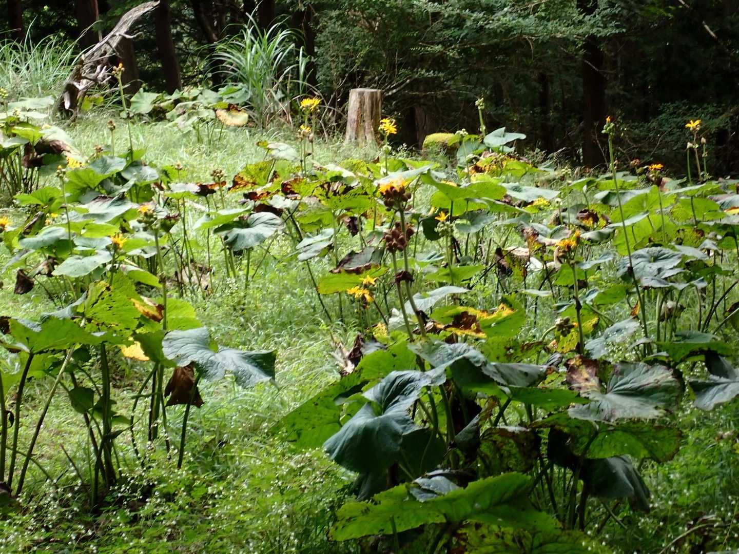 マルバダケブキの群生地

なので‥‥