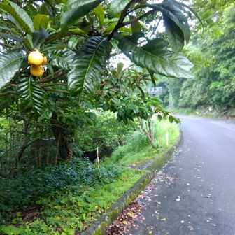鹿嵐山第一登山口。
ビワの木の下をくぐって、左側へ降りていきます。