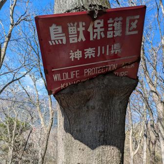 鳥獣保護区の看板がのみ込まれている。