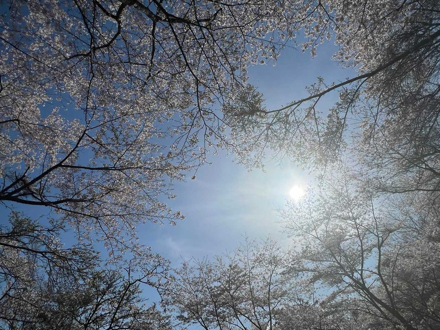 見上げて👀🌸