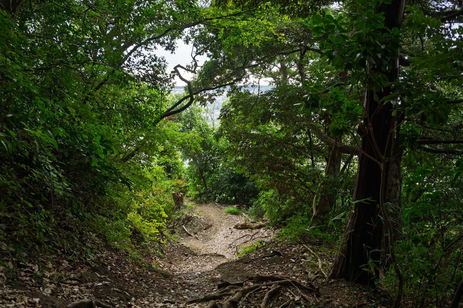 この向こうにはチラチラと海が見えています。