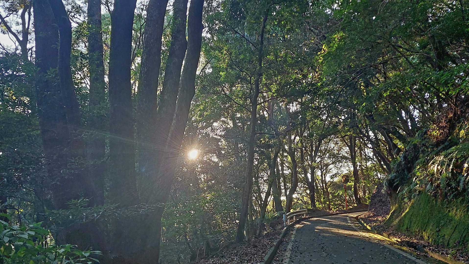 光☀は次第に上がり、森林の木陰がいい⤴🙄
