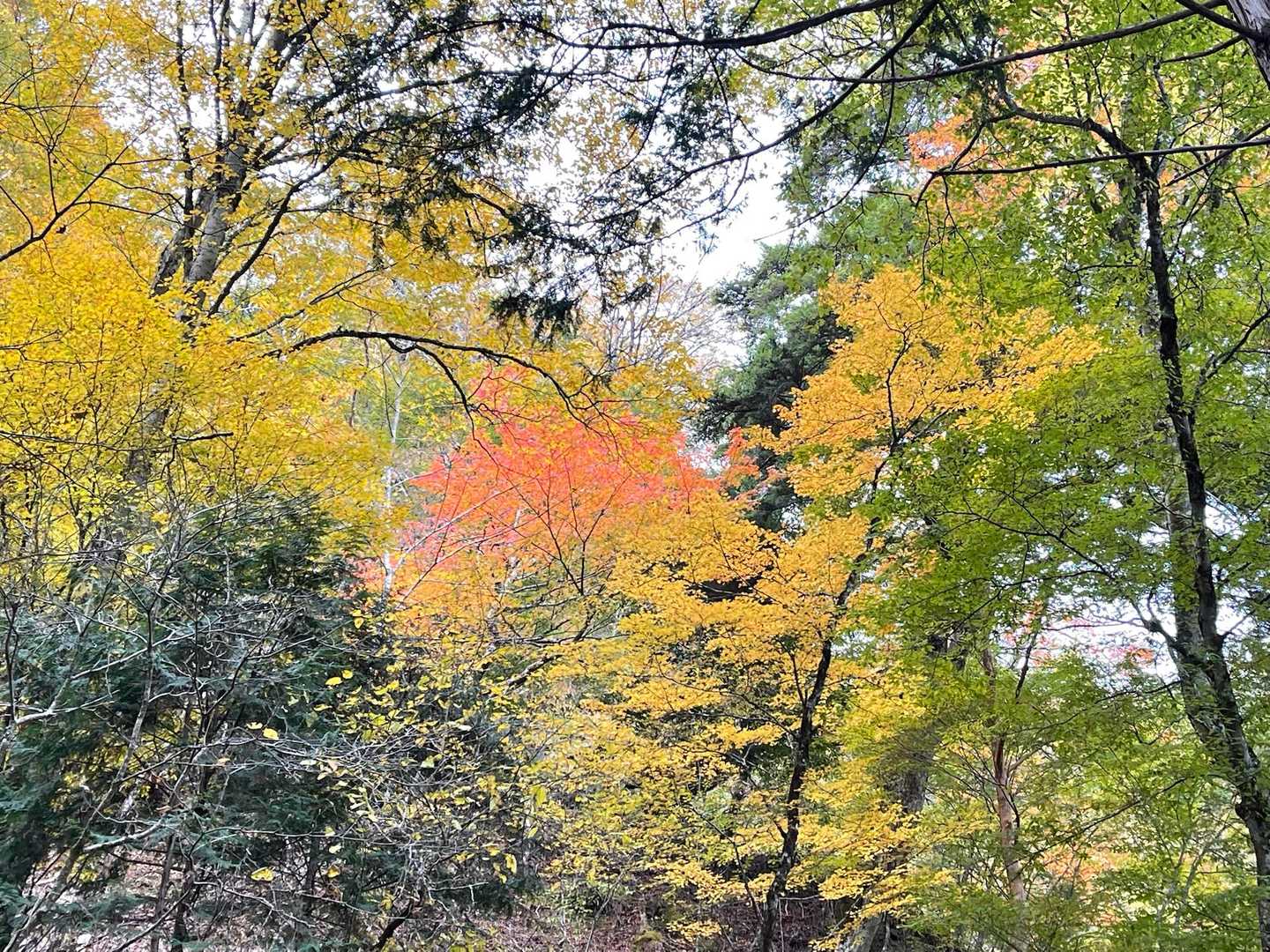 🍁
