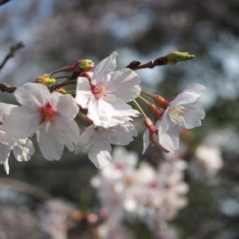 桜の道を通ります
今日は久々に📷持参です