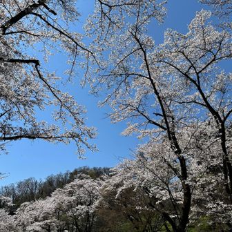 山の桜も満開です

そんなに散ってはいないみたい