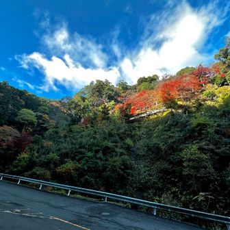 紅葉が見える所が善峯寺の山門へ続く道