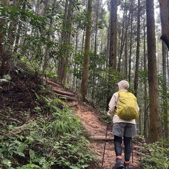 モミジ谷行きたかったが雨が降ってきたので太尾から