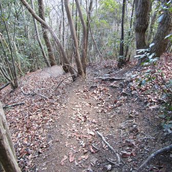 かなりの急坂です
手で掴める木が少なくて怖い💦