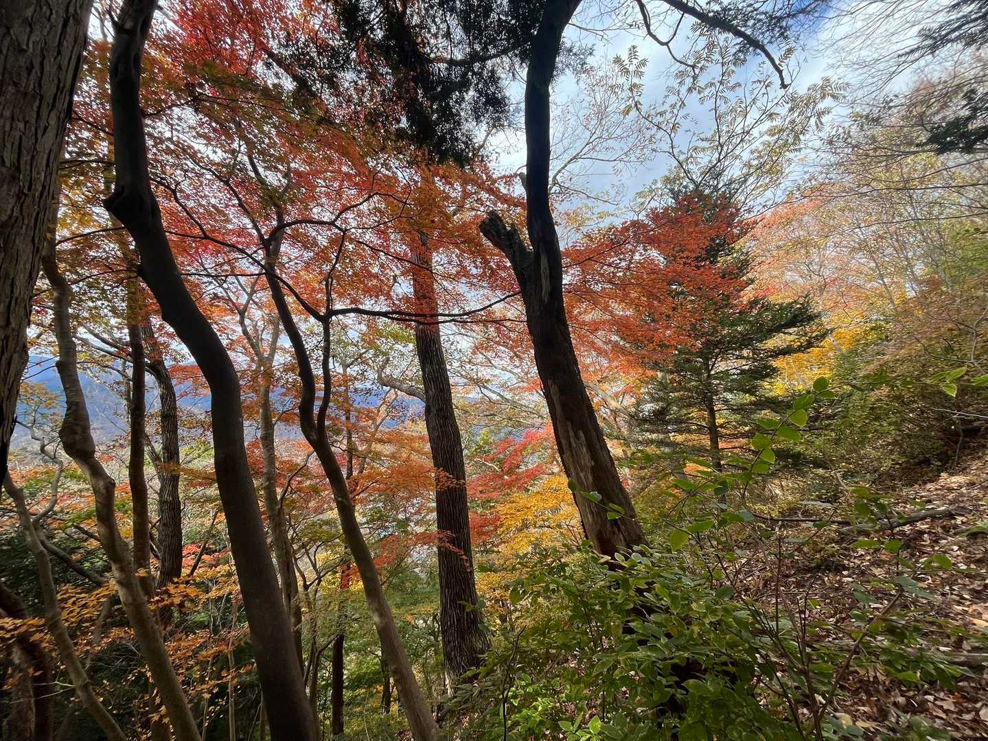 時々紅葉に🍁目を奪われ