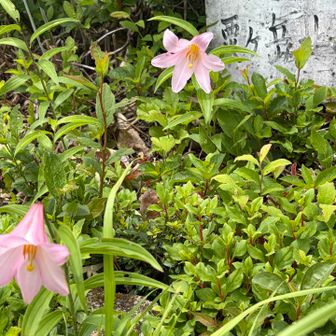 ヒメは北峰から山頂間だけですがうじゃうじゃ咲いとります