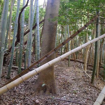 古道は倒竹で進みにくいので、すぐ隣の府殿山ルートに移り進んで行きます。