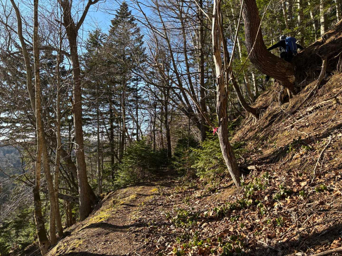 とっても歩きやすい登山道🥾
ん❓
なんか視界の端っこに👀⁉️いくさーん😅