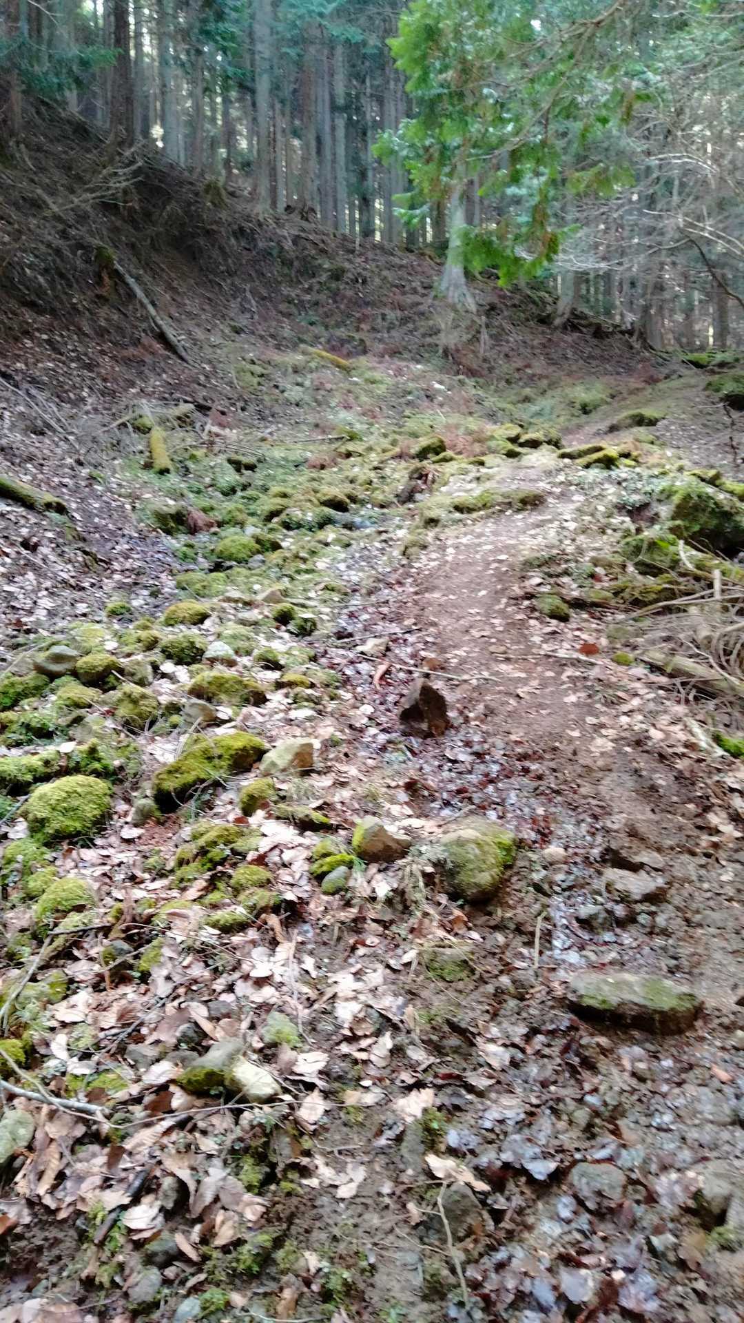苔地帯
