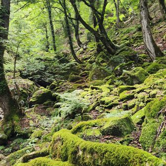 さて！帰りましょうか！！と歩きはじめ
ここを通った瞬間日が射し、
景色があまりに綺麗で💚　
金色に輝く苔✨️
写真とろう！と用意するも
……
日が…
射さね～( ￣▽￣)💧
暫く待って諦める✨️
皆様の想像力に任せよう✨️
