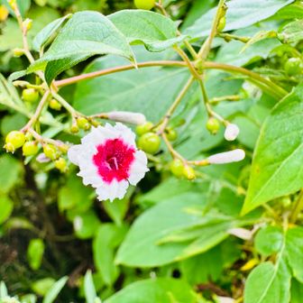 ヘクソカズラ
名前の由来がまさに「屁」や「糞」のような臭いがするから😨
実は「サオトメバナ」や「サオトメカズラ」という大変かわいらしい別名も持っているそう。
早乙女というのは古くから田植えをする女性や、田の神様に仕える神聖な役割を持つ若い女性のことを指し、ヘクソカズラの花がその姿を彷彿させることが由来と言われているそうです
