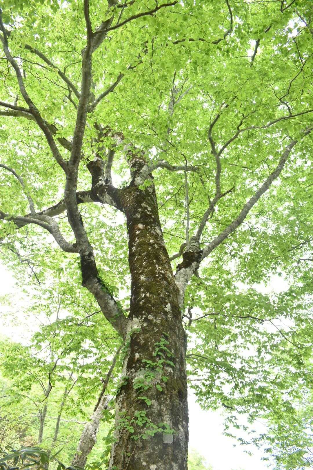 ブナの新緑が美しい🌿✨