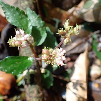 サンショウソウ