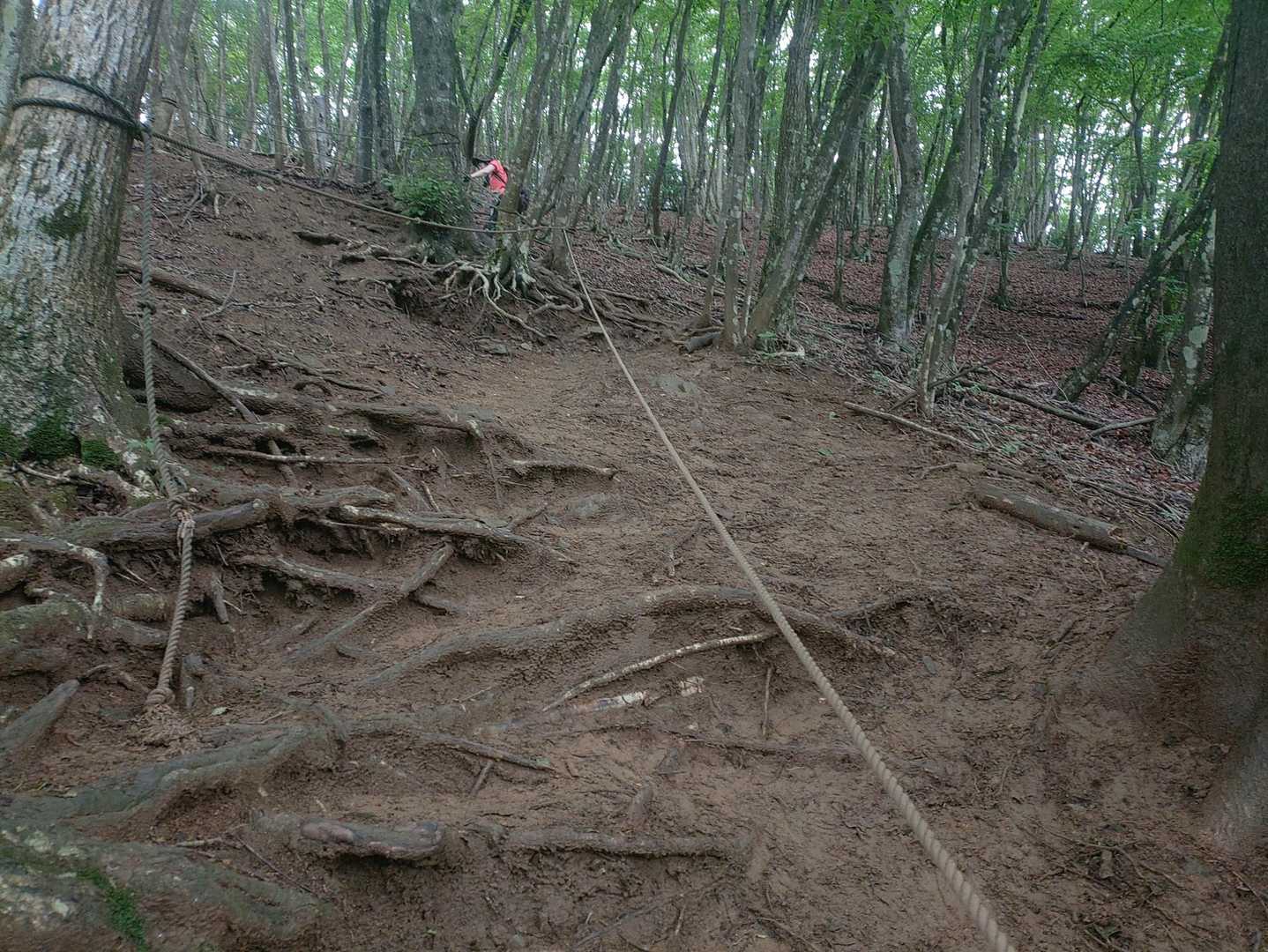 めちゃくちゃ滑る急登がかなり続きます(*ﾟｰﾟ)