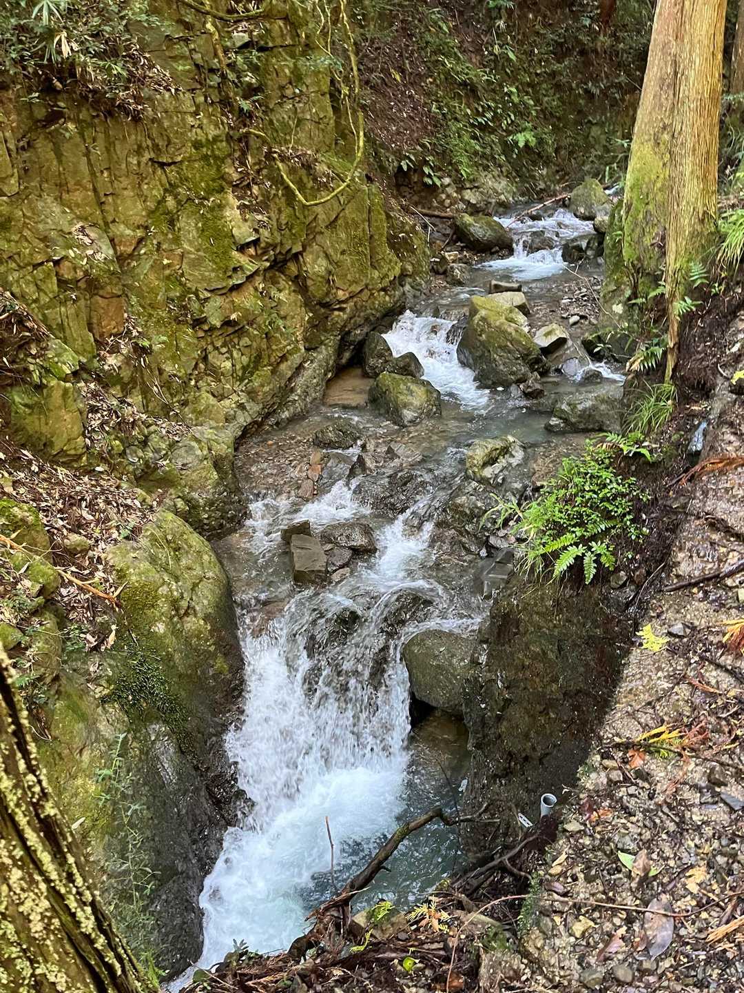 沢沿いを歩きます